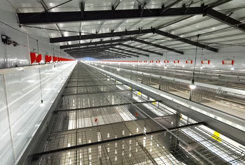 自動化養殖設備養雞密度